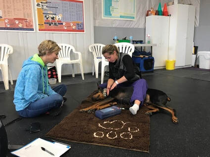 Carolyn McIntyre during a canine physio session